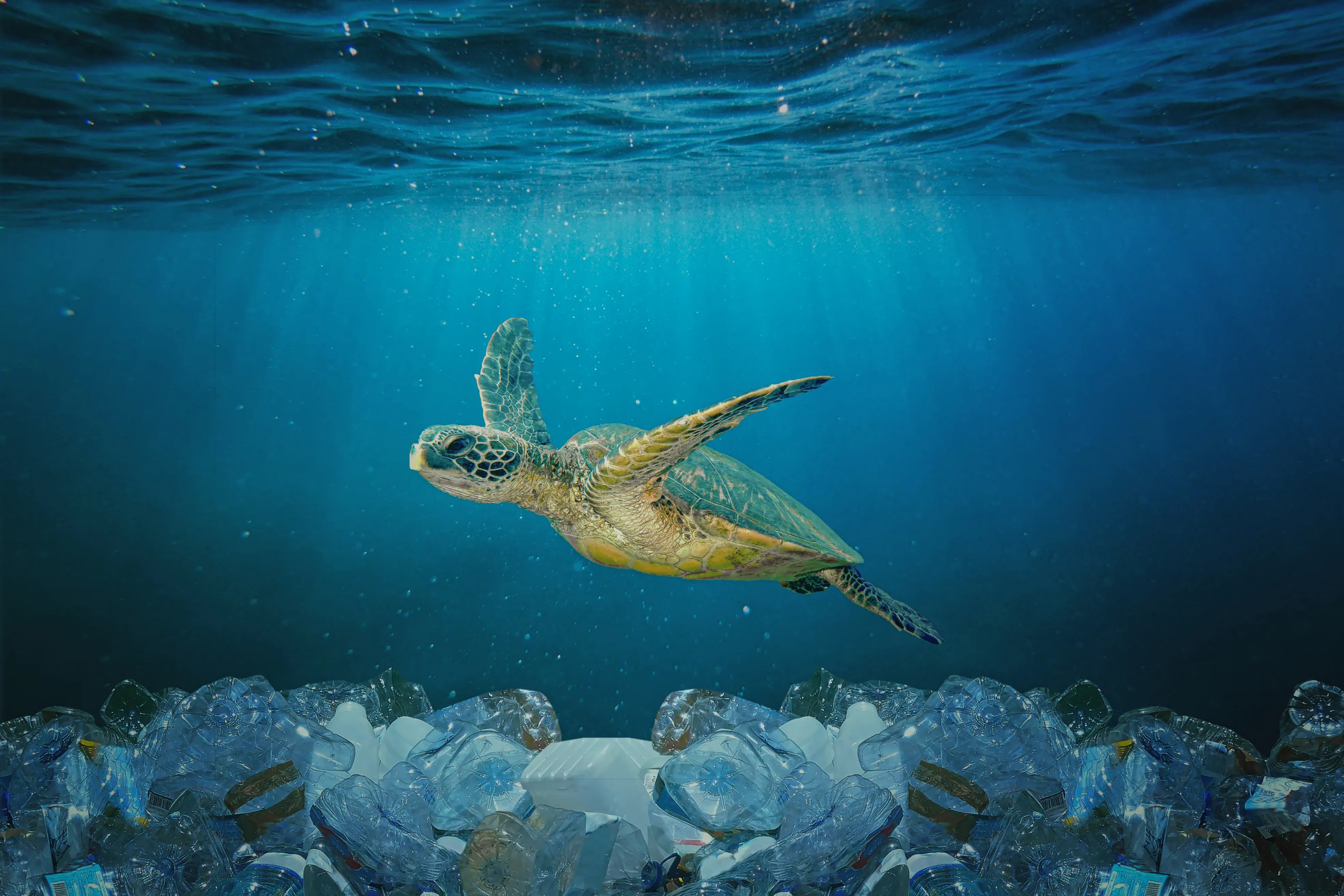Día Mundial de la Tortuga: Por qué es importante limpiar los océanos y cómo puede ayudar tu bañador